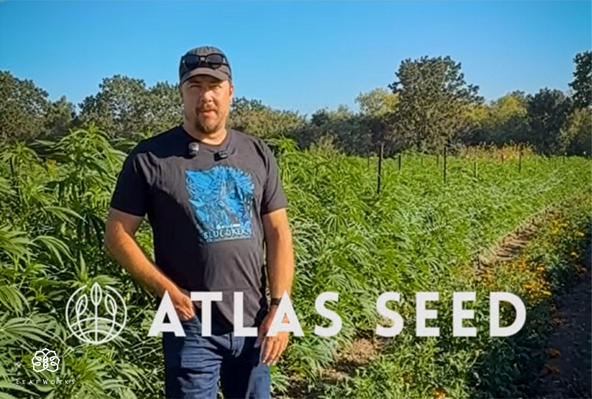 Accelerating Cannabis Breeding: How Atlas Seed and LeafWorks Are Using Heterozygosity Testing to Build Better Genetics