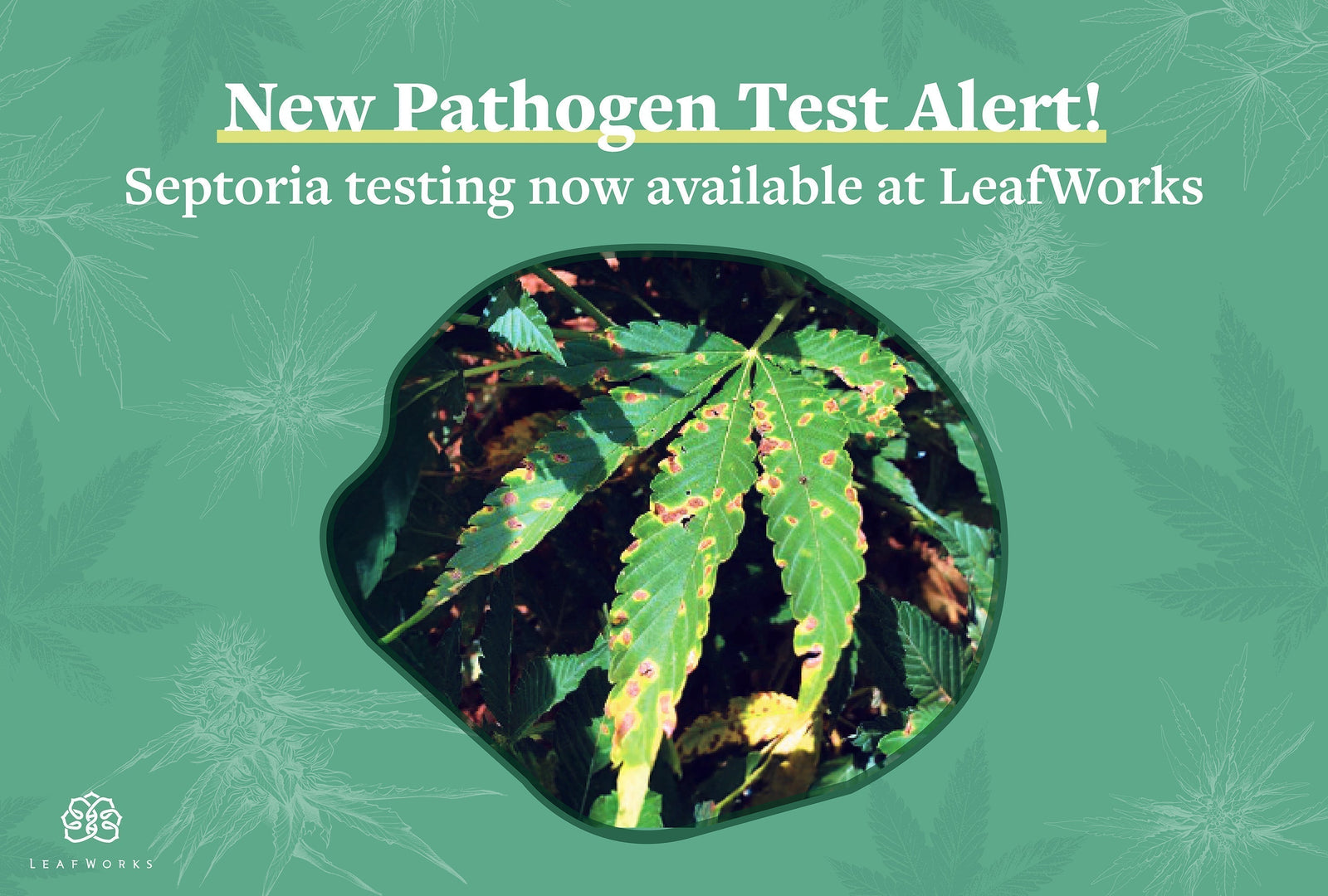 The Challenge of Septoria in Cannabis Cultivation
