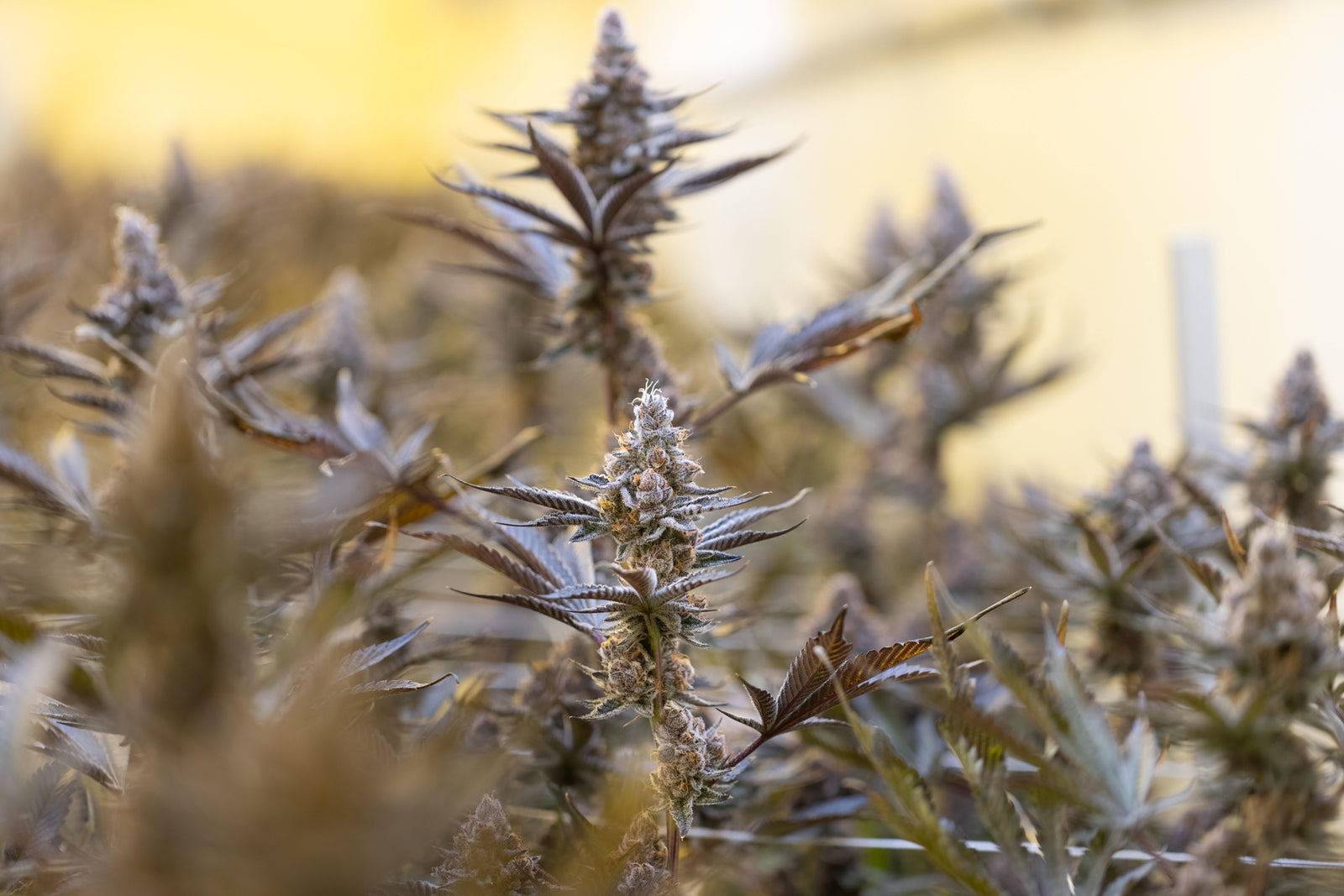 How cannabis DNA testing identifies discrepancies and adulteration in the cannabis supply chain