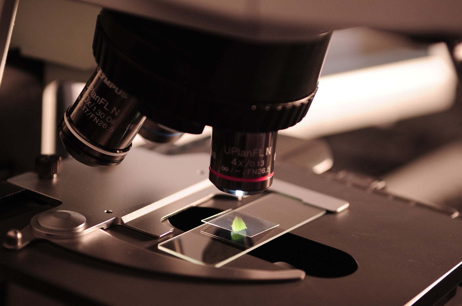 Importance of Frequent Pathogen Testing in Cannabis Farming