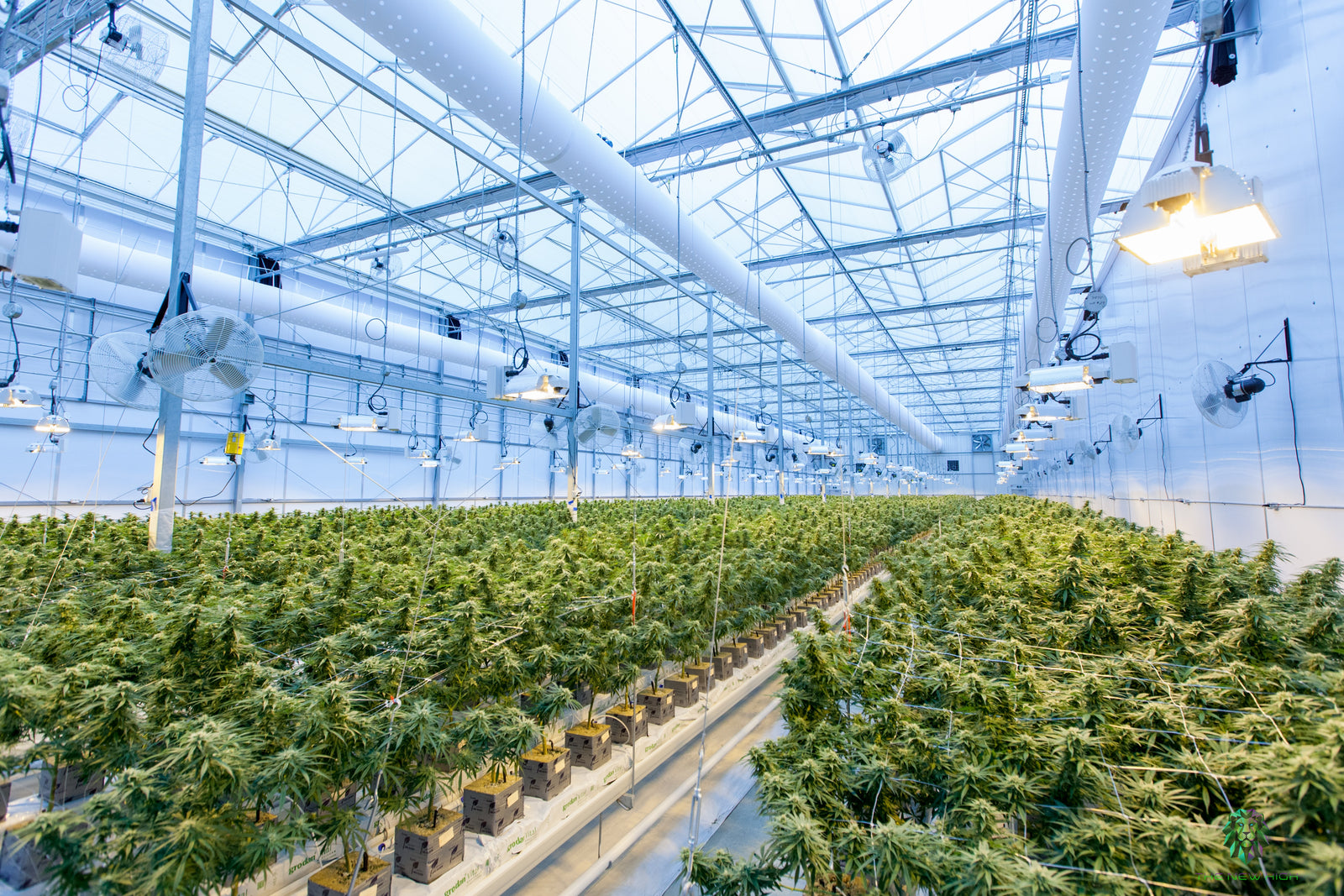 What is Hop Latent Viroid (HLVd) and What Does It Do?