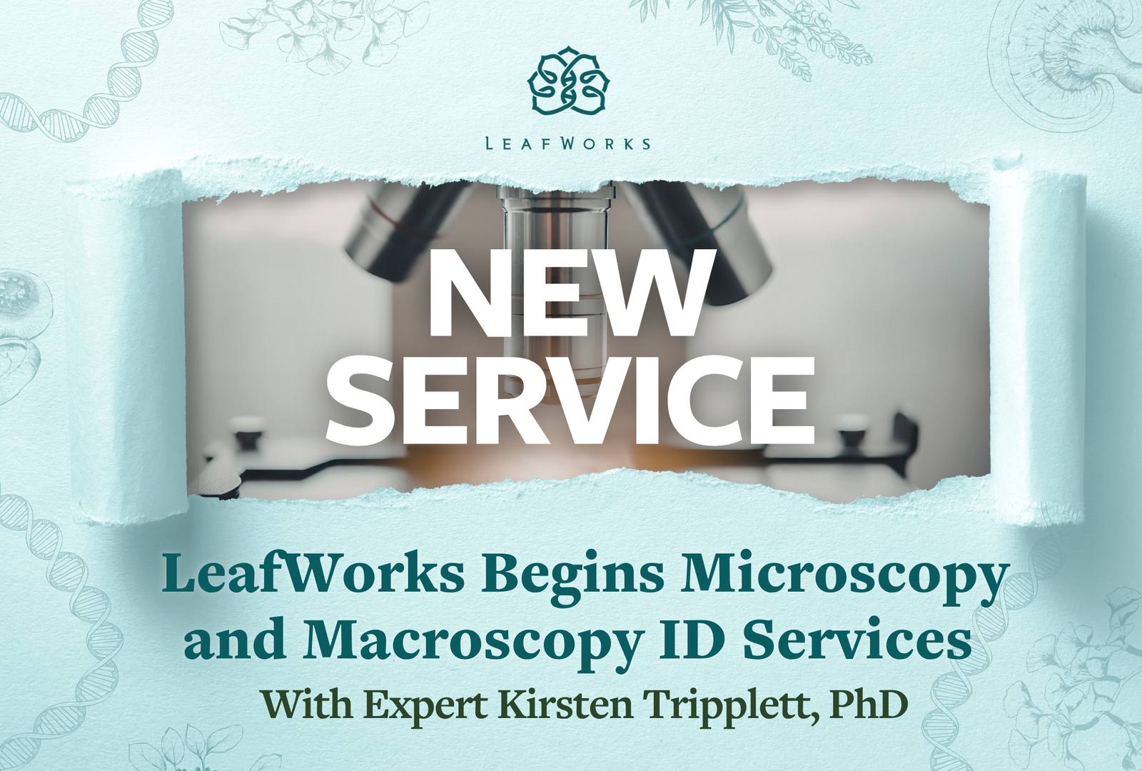 
          LeafWorks Begins Microscopy and Macroscopy ID Services With Expert Kirsten Tripplett
        
