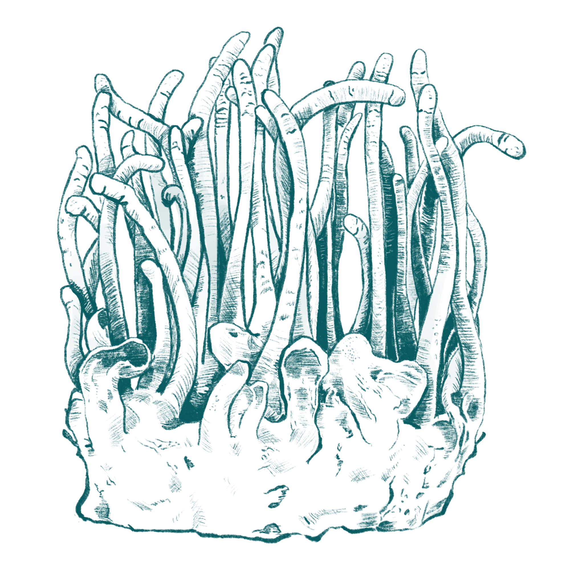 LeafWorks® Cordyceps DNA ID Test