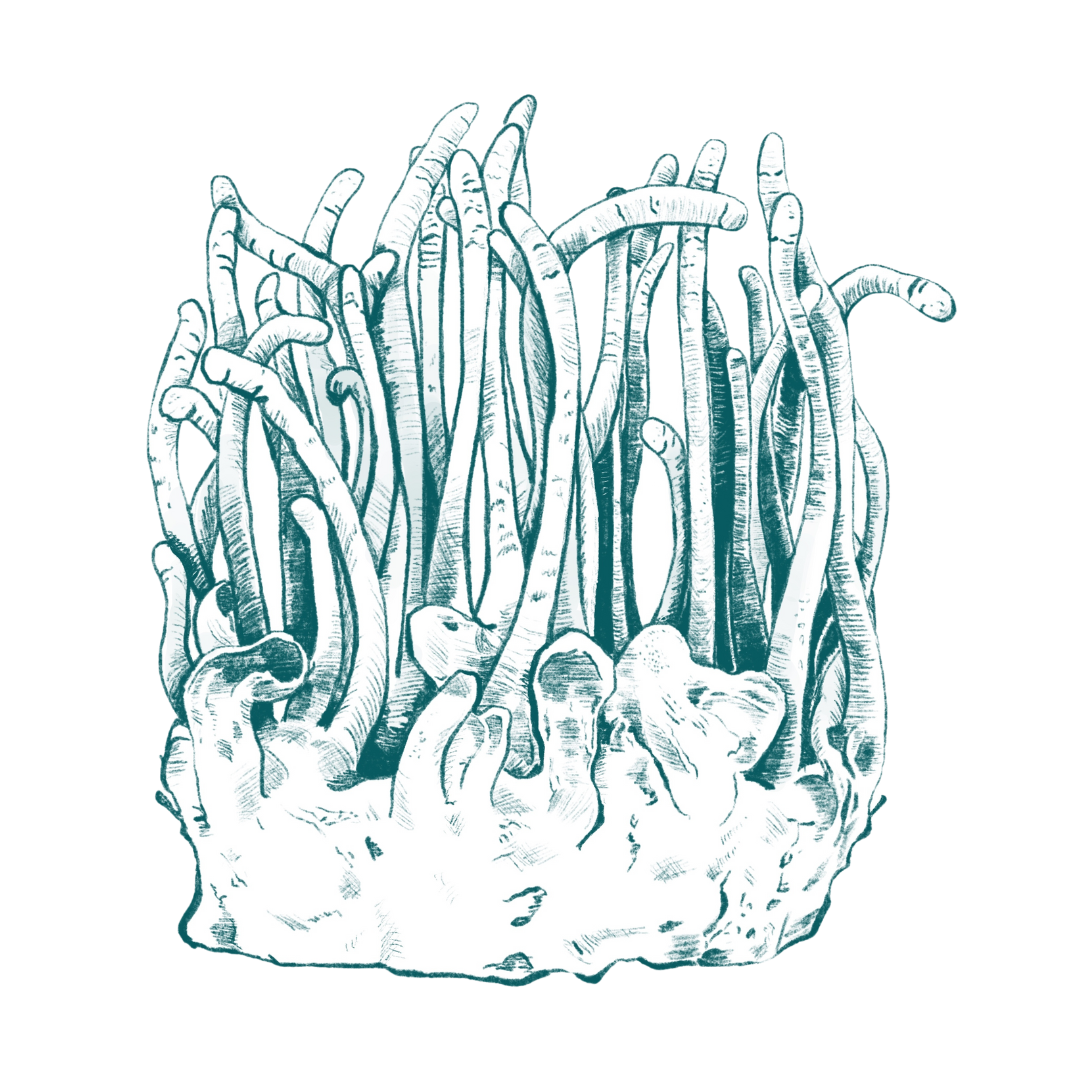 LeafWorks® Cordyceps DNA ID Test