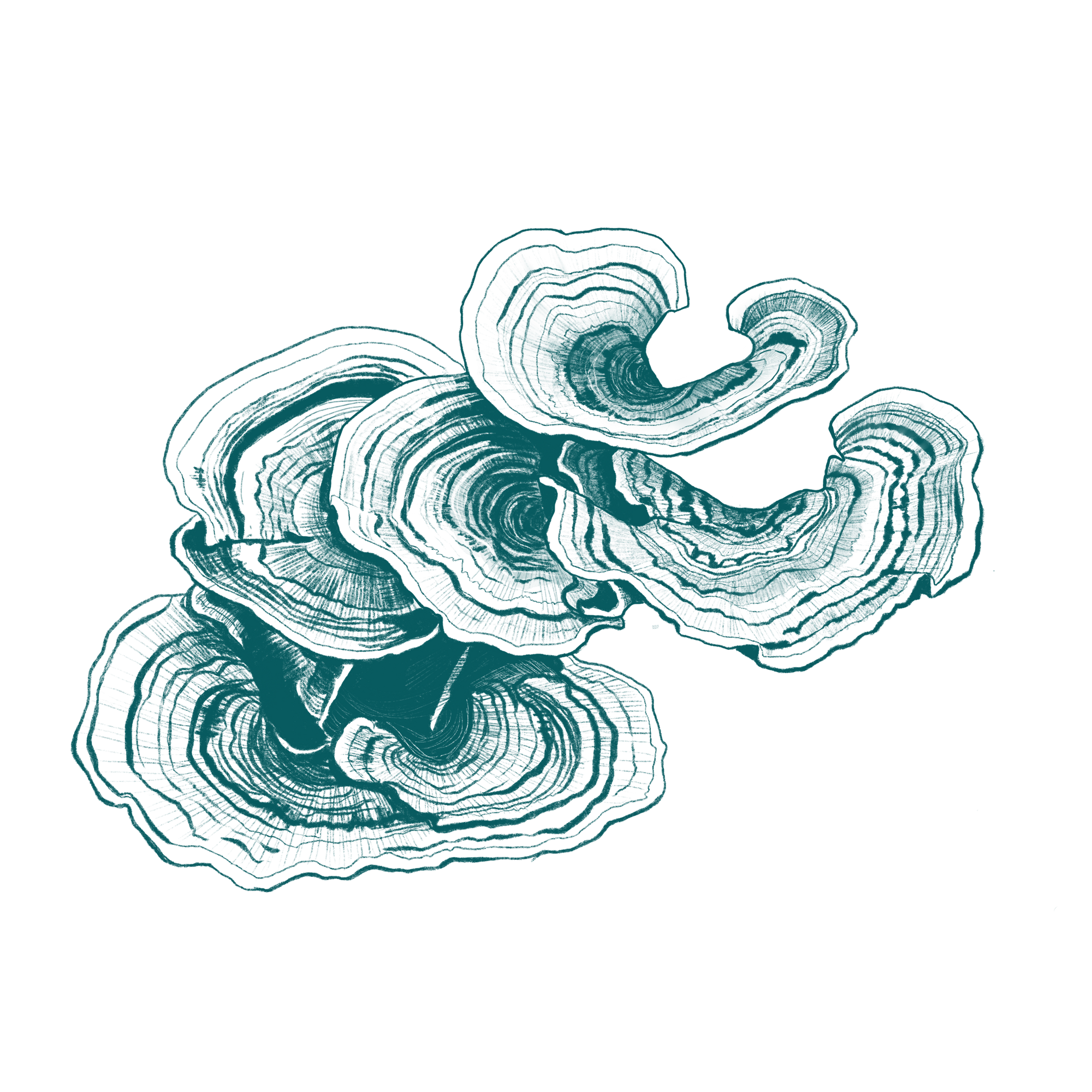 LeafWorks® Turkey Tail DNA ID Test