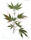 LeafWorks® Cannabis &amp; Hemp Cultivar Registration