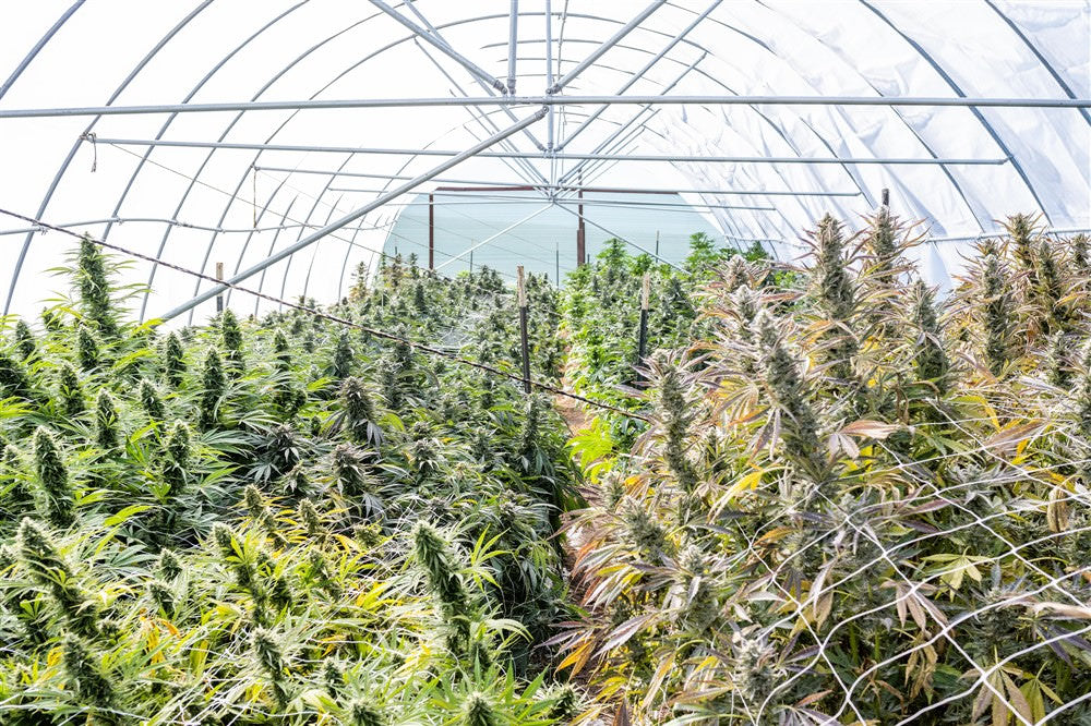 Certify your Cannabis and Hemp Supply Chain